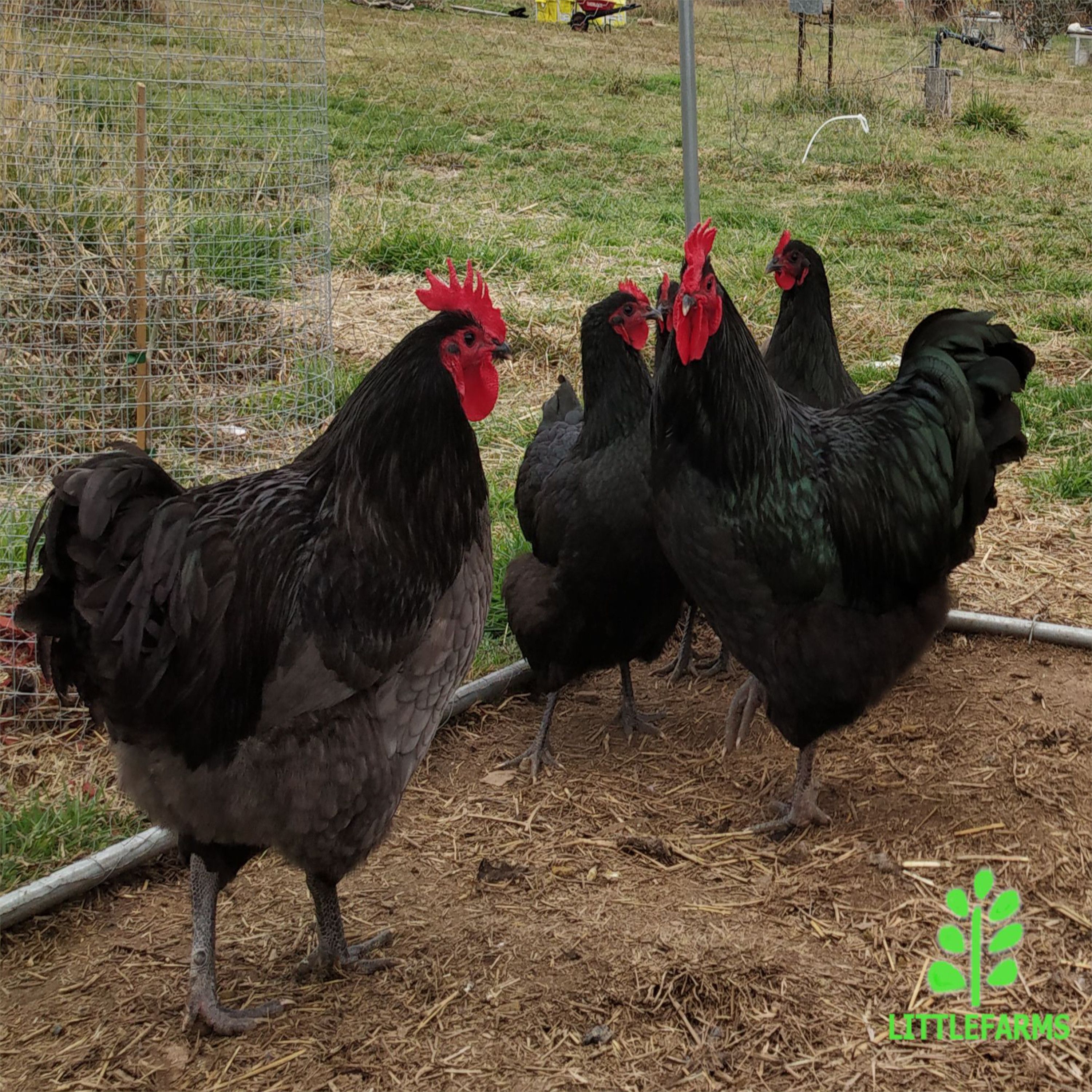 Pure Australorp Fertile Eggs