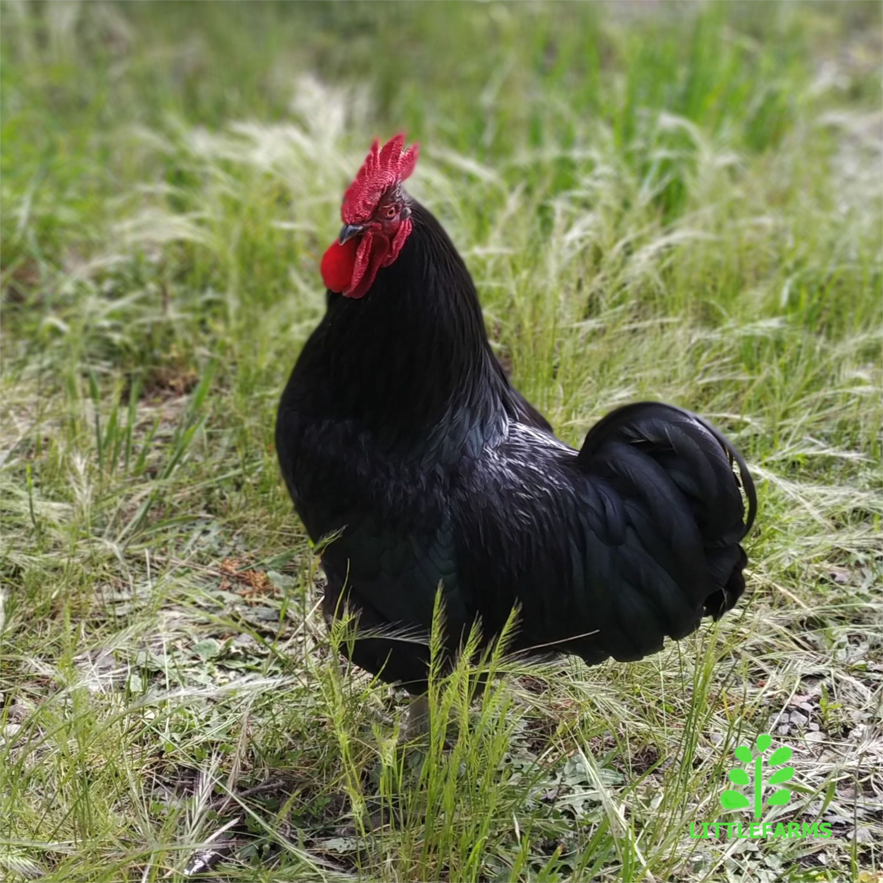Fertile Chicken Eggs (Mixed)