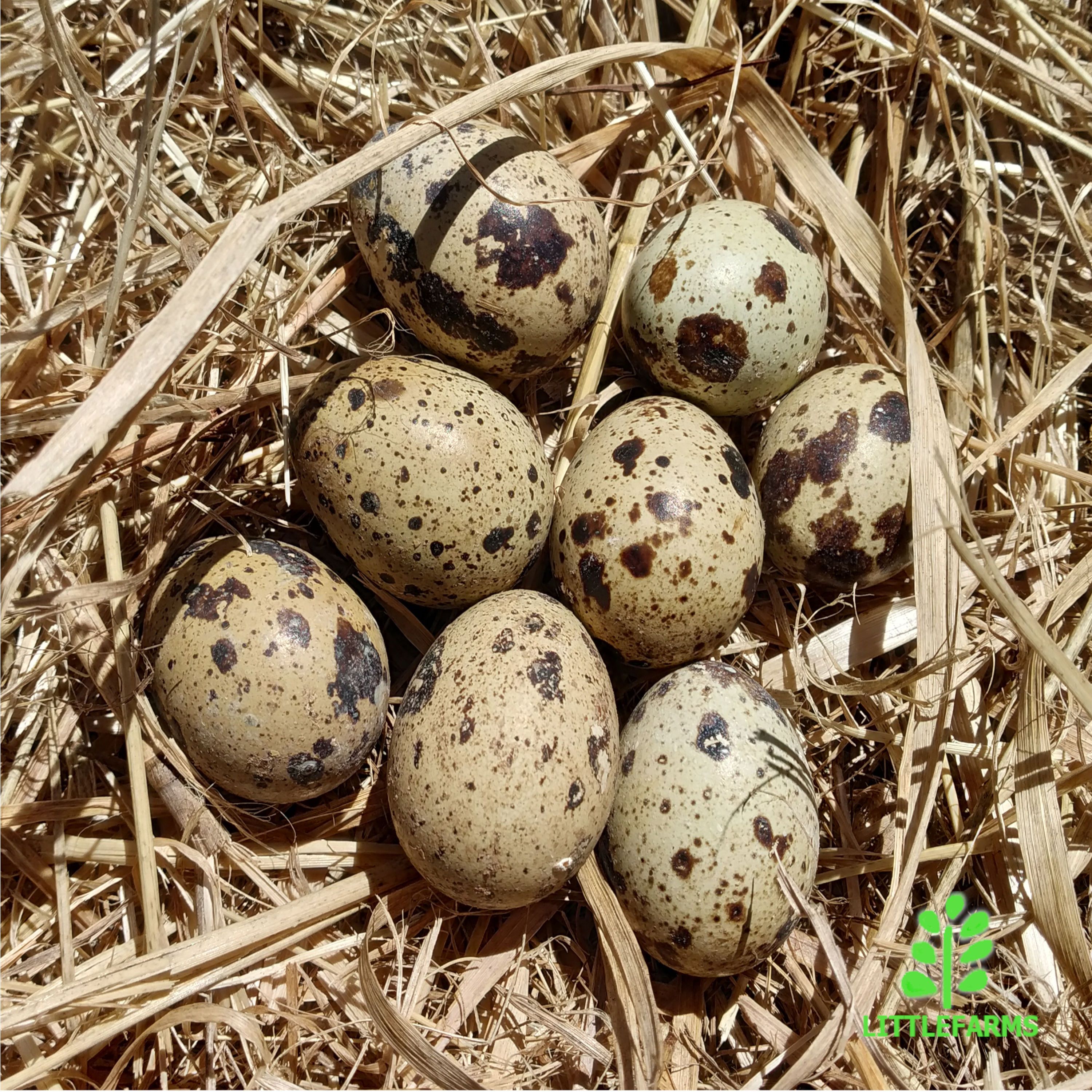 Quail Eggs