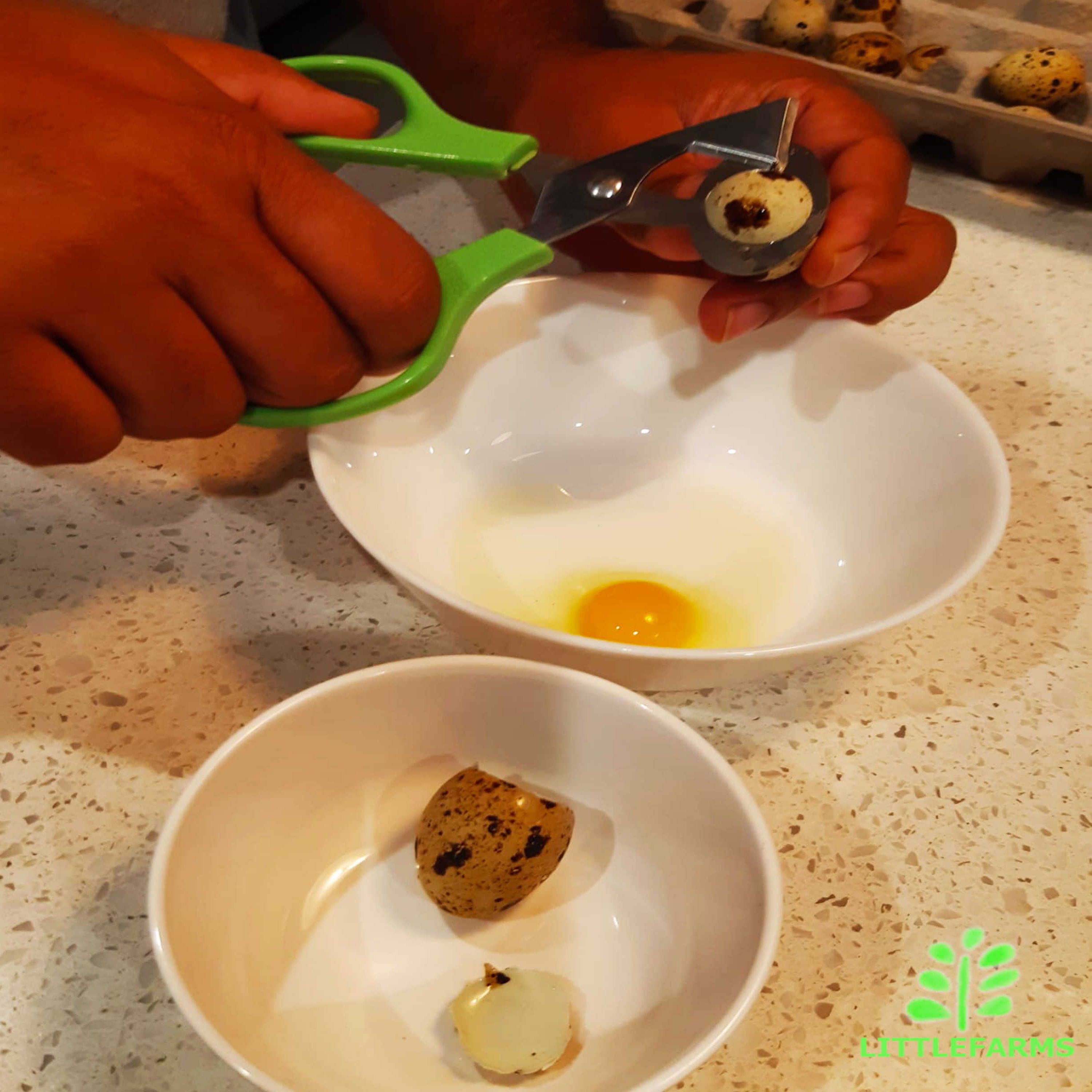 Quail Egg Scissors