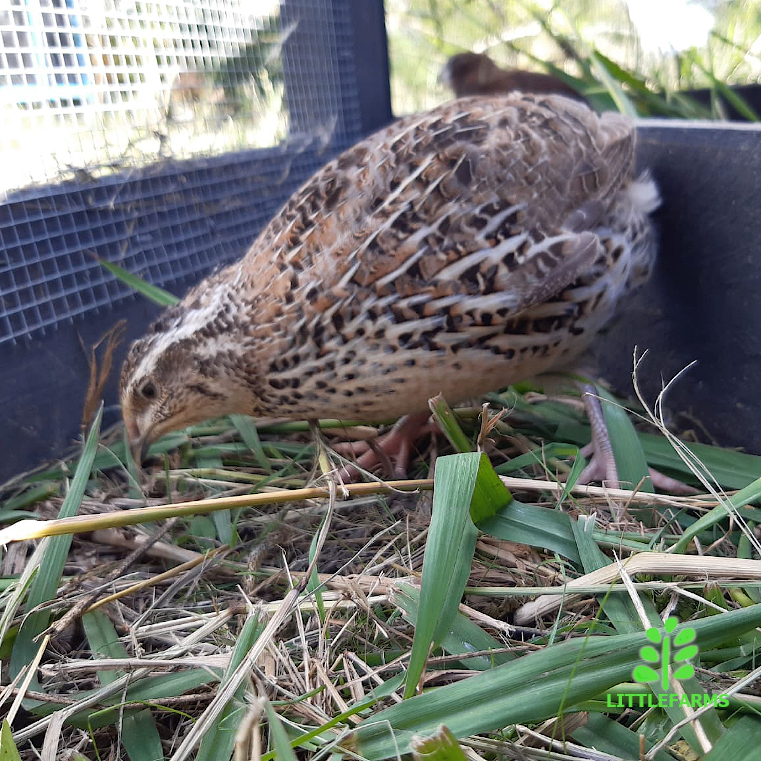 Fertile Coturnix Quail Eggs